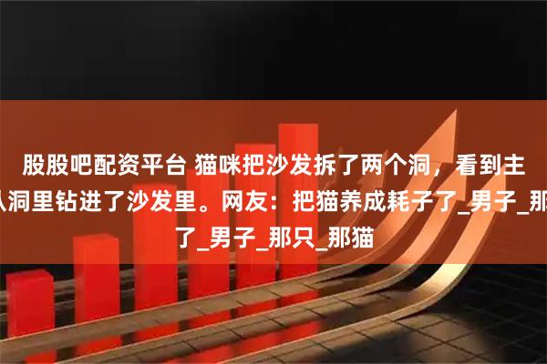 股股吧配资平台 猫咪把沙发拆了两个洞，看到主人立马从洞里钻进了沙发里。网友：把猫养成耗子了_男子_那只_那猫